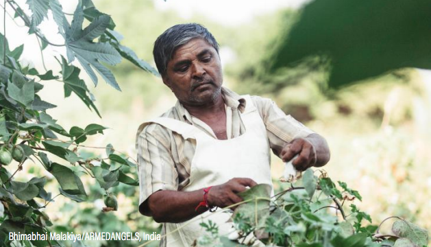インドのコットン農家画像