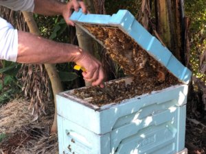 ミツバチの危機と養蜂家を守りながら作るミツロウを使ったキャンドル
