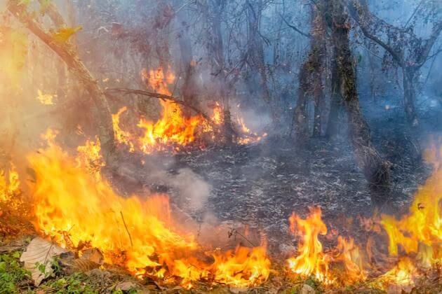 温暖化の影響サバンナの火事