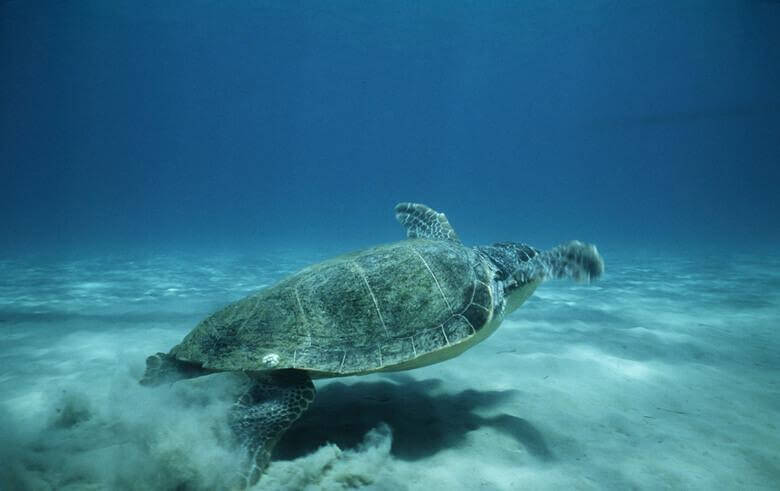 「全種に絶滅の危機が迫る、ウミガメ」　WWFジャパン