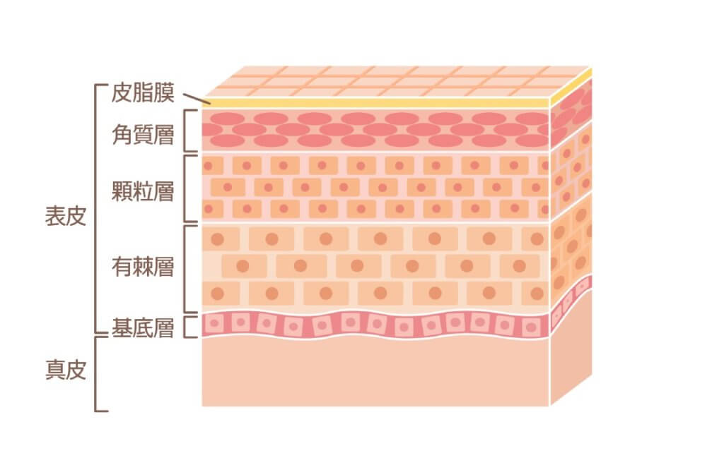 専門家が解説 オーガニックコスメとは その基準 定義 効果効能について