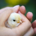 ドイツ国民世論が産んだ世界初のアニマルウェルフェア(動物福祉)法と技術