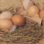 【教えて!オーガニックQ&A】有機卵と平飼い卵の違いについて教えてください